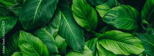 Panel kuchenny z motywem abstract green leaf texture, nature background, tropical leaf