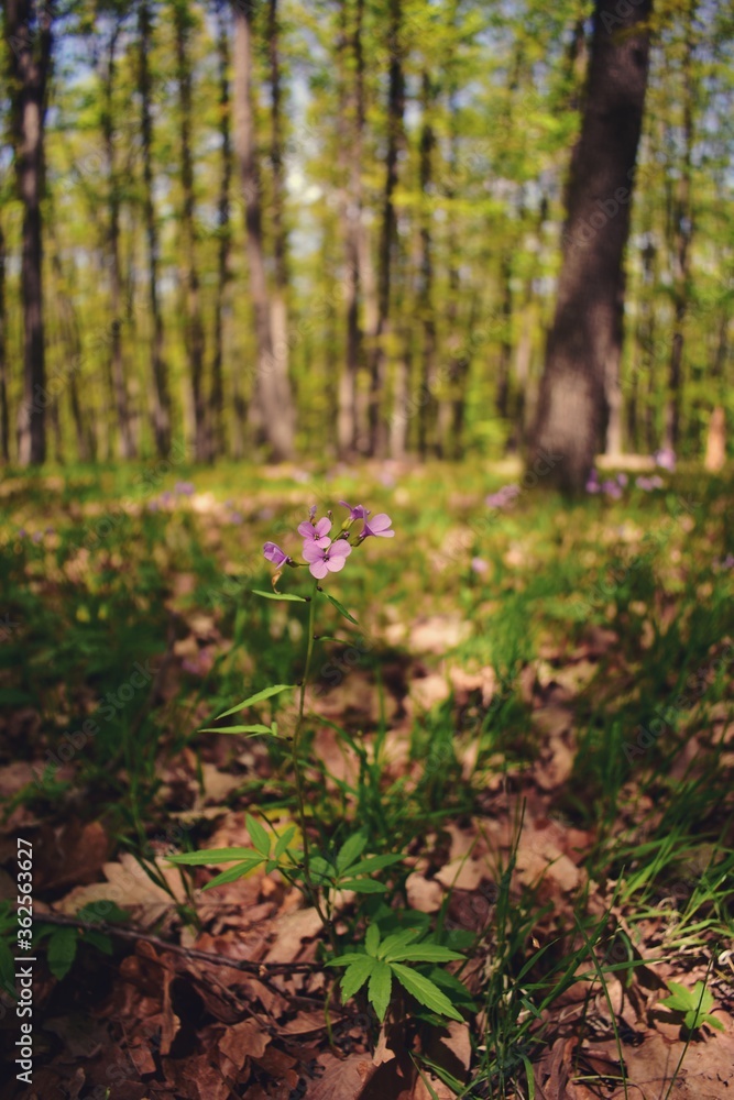 Cardamine bulbifera in the forest in blooming time Cardamine bulbifera in the forest in blooming time
