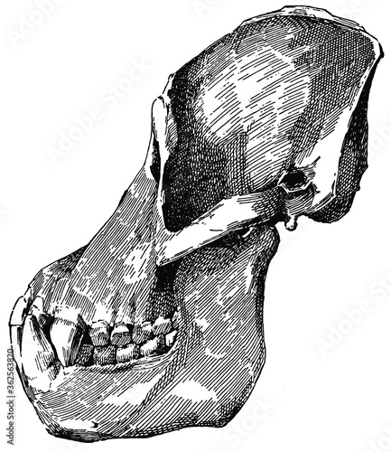 Orang Utan Schädel