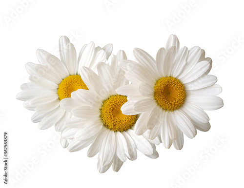 daisies  flowers on a white background