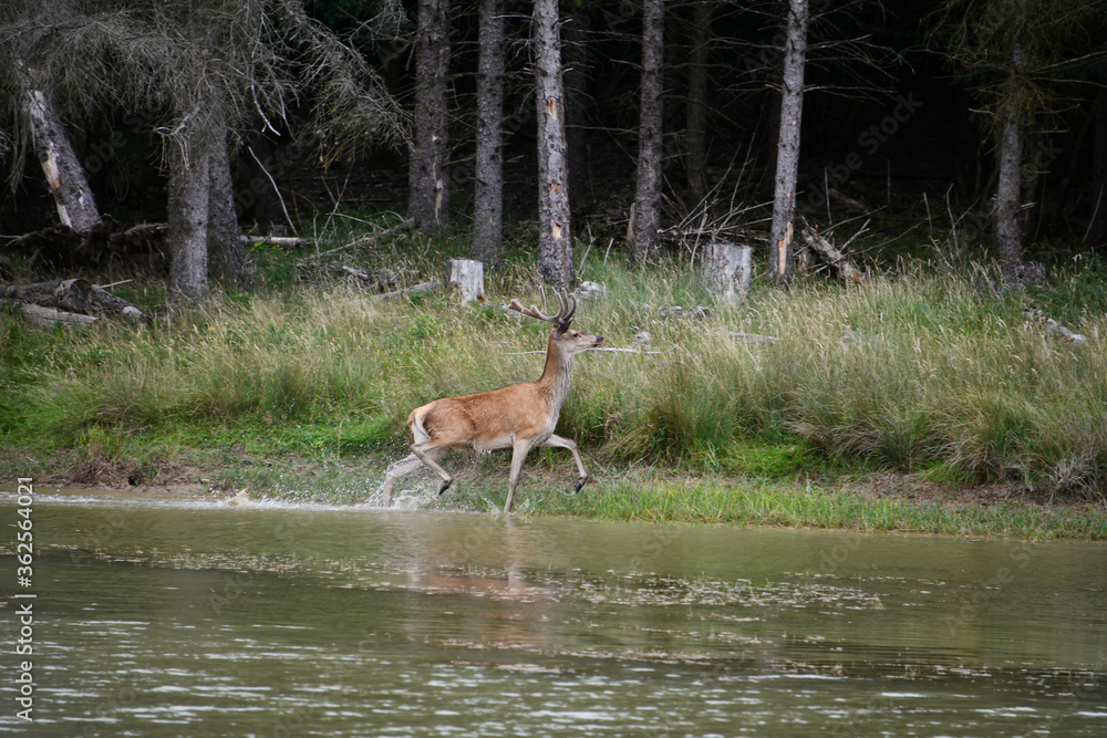 Fototapeta premium Cerf en liberté