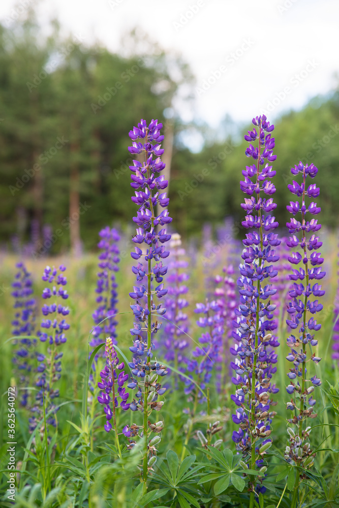 Obraz premium Summer meadow with purple lupine flowers in the rays of the evening sun. The background is blurry.
