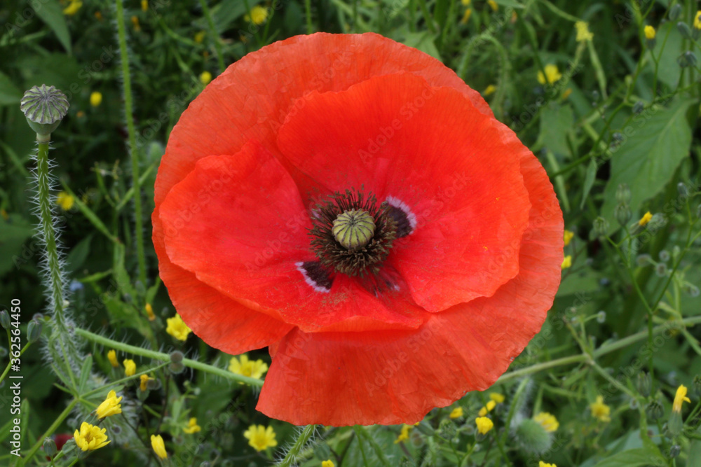A close up photograph of a red corn poppy flower
