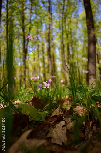 Cardamine bulbifera in the forest in blooming time