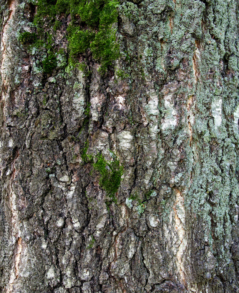 Fototapeta premium Bark with moss of old birch tree as background