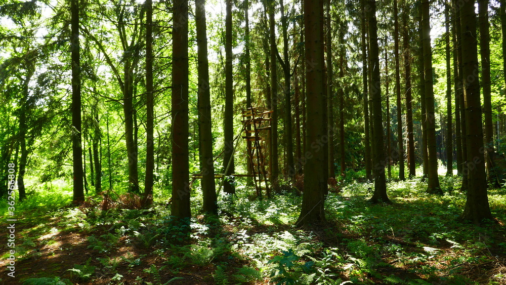 Fototapeta premium Wald