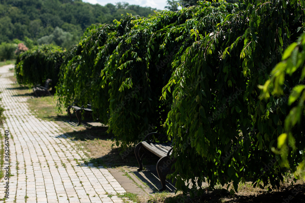 paved walkway in an Italian park garden