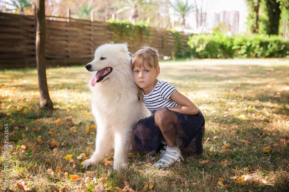 girl In nature in the park with a big dog of Samoyed Stock Photo ...