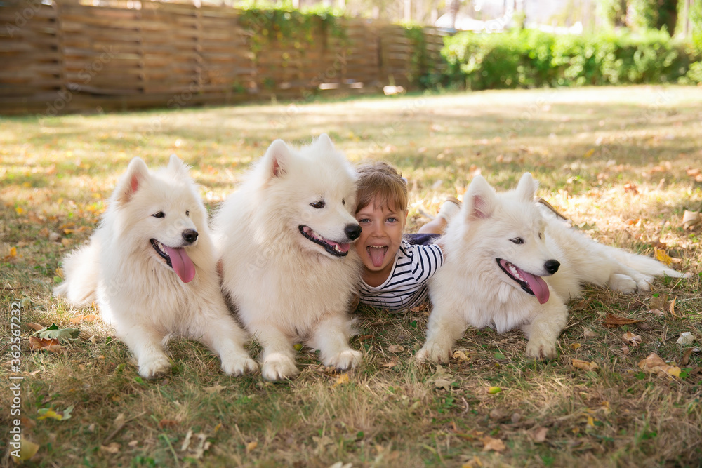 little cute girl with big white dogs. pets little cute girl with big white dogs. pets