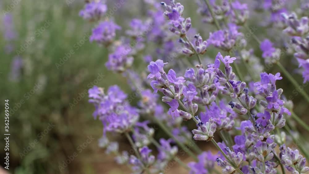 Beautiful lavender flowers at sunset in the garden. Lavender close-up.
Beautiful lavender flowers at sunset in the garden. Lavender close-up.