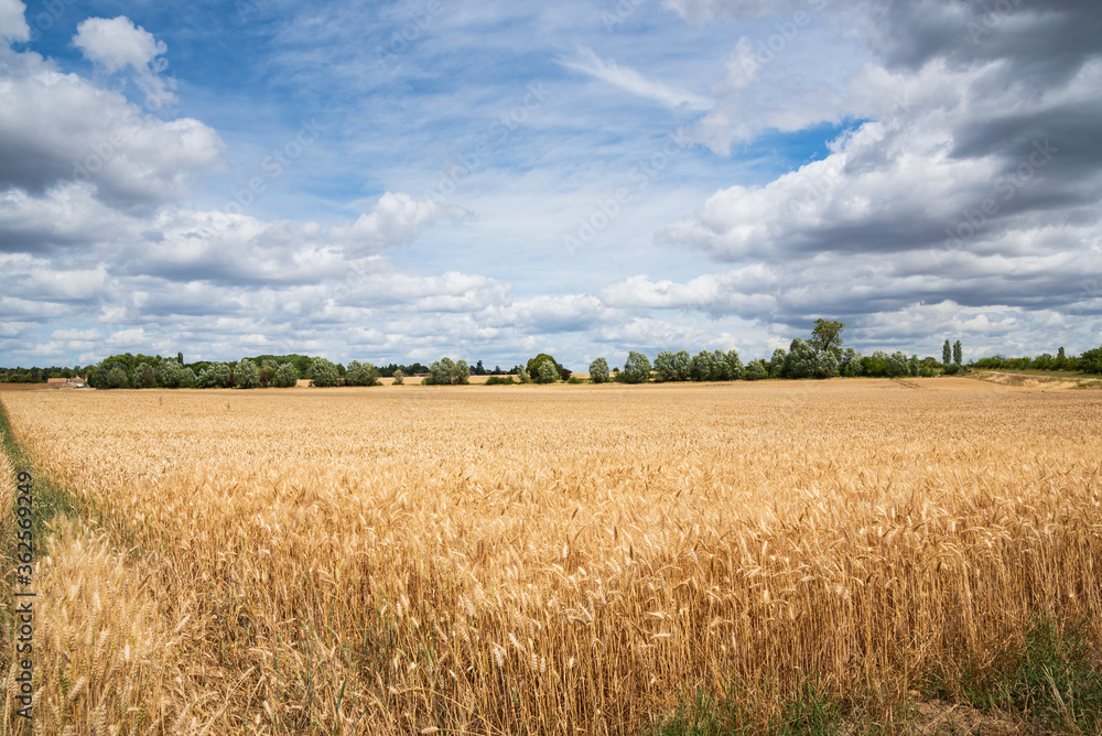 Ripe cereal field before harvest and beautiful cloudscape. Ile-de-France, France.