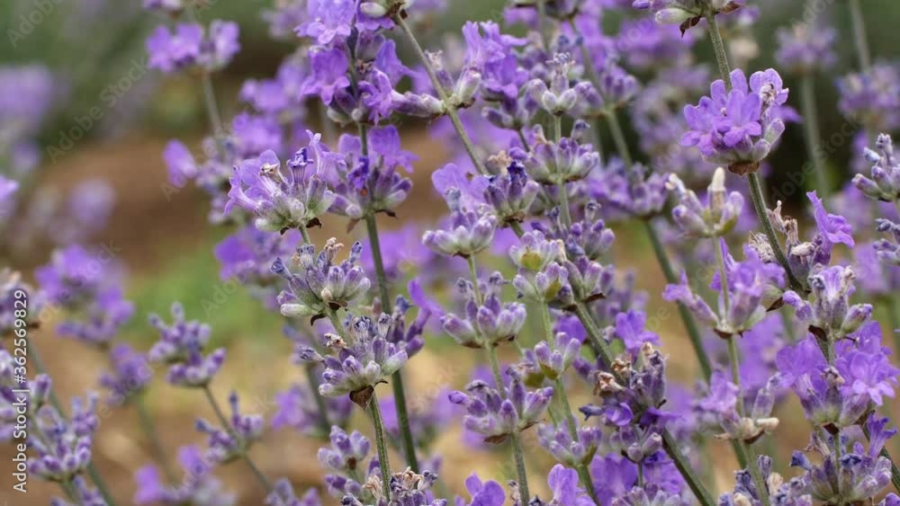 Lavender field in rows of blooming lavender Provence France. Beautiful flowers lilac lavadna aroma oil. Close-up
Lavender field in rows of blooming lavender Provence France. Beautiful flowers lilac lavadna aroma oil. Close-up