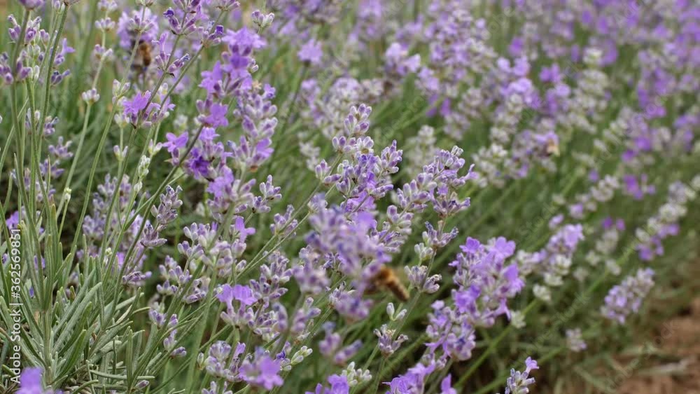Beautiful lavender flowers at sunset in the garden. Lavender close-up.
Beautiful lavender flowers at sunset in the garden. Lavender close-up.