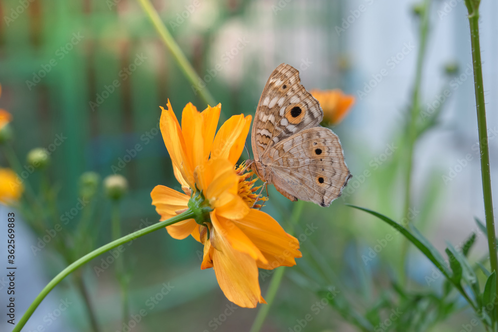 Fototapeta premium Lemon Pansy butterfly on yellow flower.