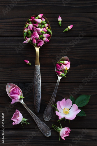 Rosehip buds in metal spoons on a dark wooden table. Fresh flowers of wild rose with the rays of the sun. The preparation of tea, essences, perfumes or for cosmetology, medicine and culinary.