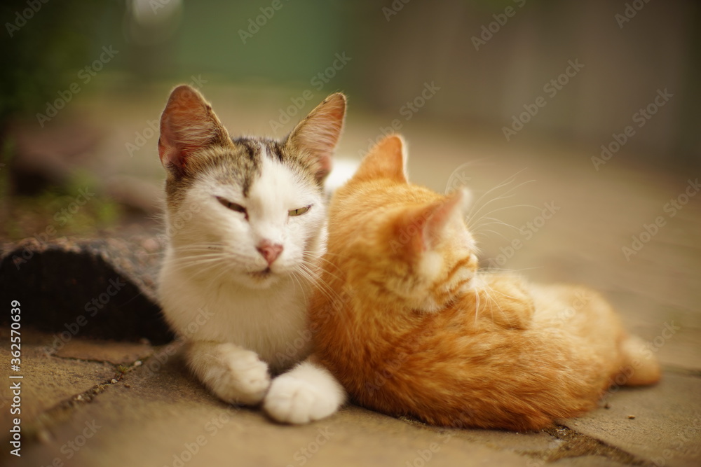 White cat and ginger kitten are resting in a summer garden. White cat and ginger kitten are resting in a summer garden.