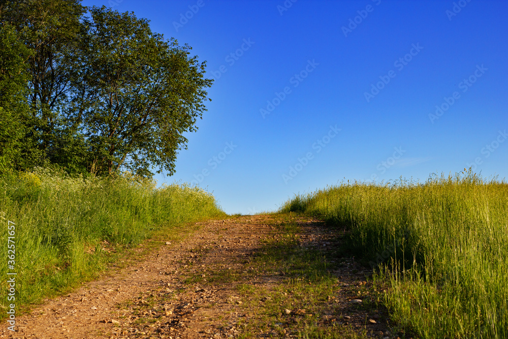 Nature background.Summer landscape with country road and field of wheat. Beautiful field and road. Summer landscape
