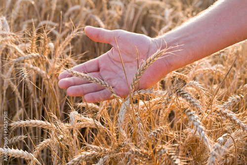 Palm men of European race hold a spike of wheat on the background of a wheat field.