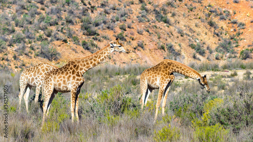 giraffe in the savannah