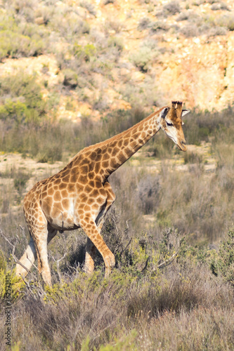 Giraffe in der Savanne 