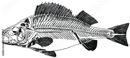 Skelett vom Flußbarsch