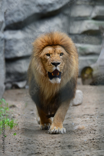 Lion walking in the aviary at the zoo