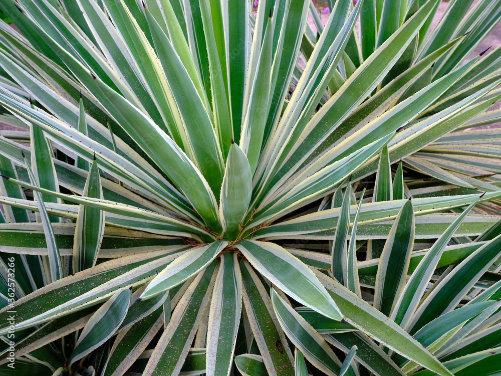 Fototapeta premium Agave