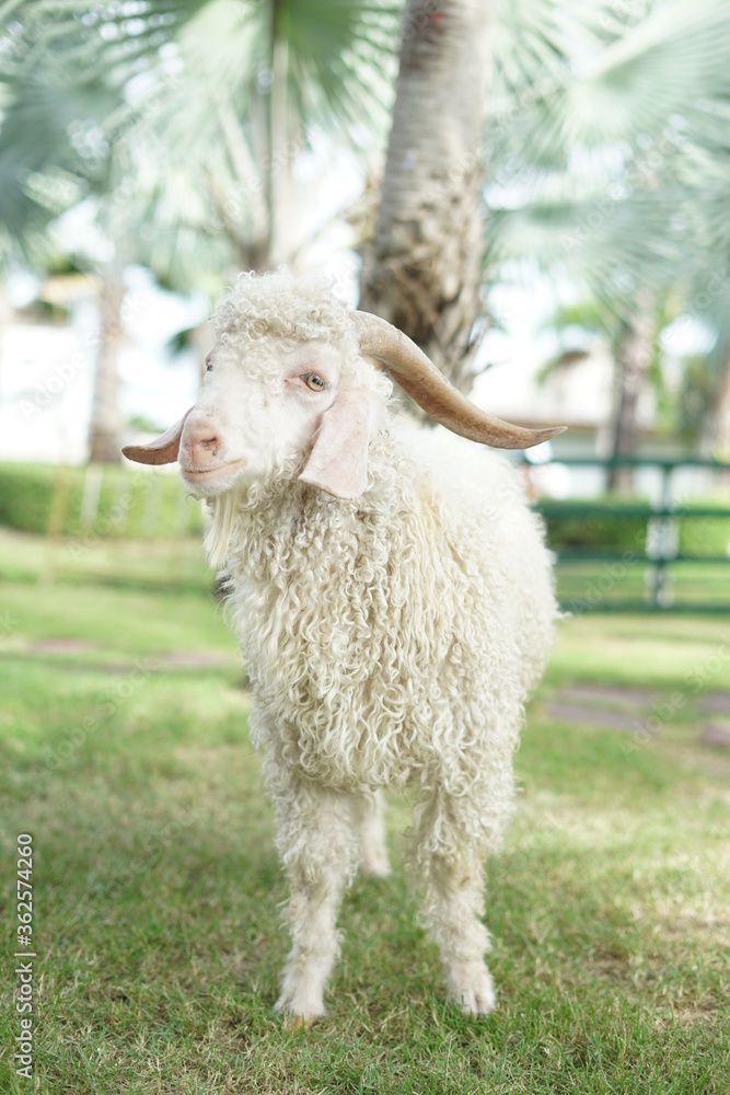 Naklejka premium sheep in a meadow