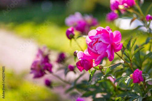 bush of pink peonies close-up. Peony garden. Beautiful summer flowers. Green botanical background. The buds have blossomed.  garden bed

