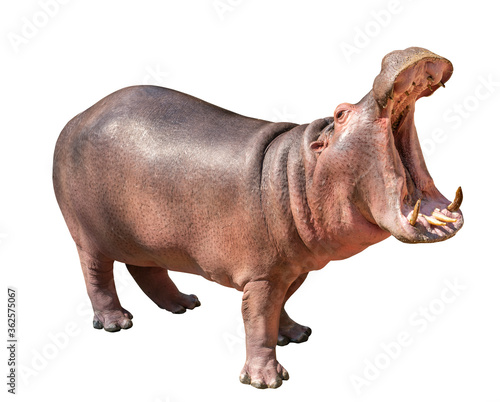 Isolated Hippopotamus on white background, side view Hippopotamus, open mouth.