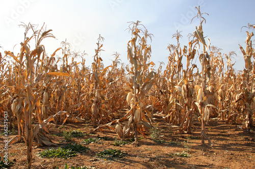 Dry maize ready for harvesting. Corn is ready for harvest about 20 days after the silk first appears. At harvest time, the silk turns brown, but the husks are still green. Each stalk should have at le