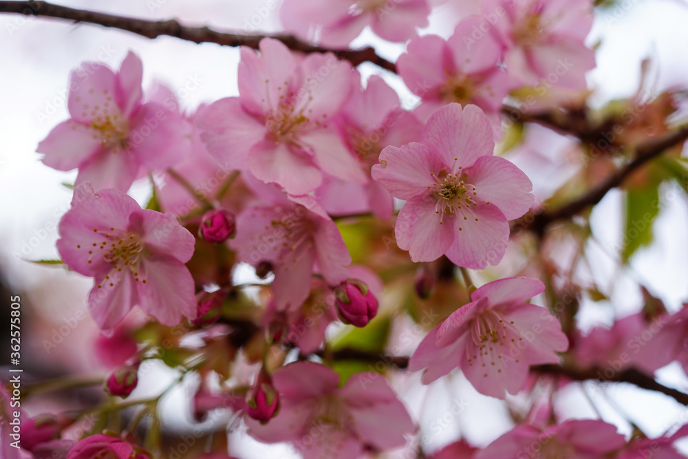 河津桜の花のクローズアップ