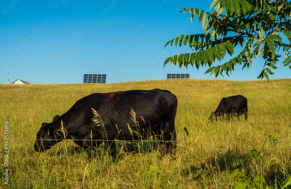 Black Angus cows in field with solar panels in the distance Black Angus cows in field with solar panels in the distance
