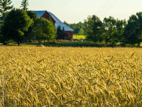 Fields of rye on an early summer morning
 photo