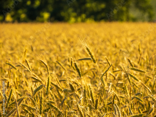 Fields of rye on an early summer morning
 photo