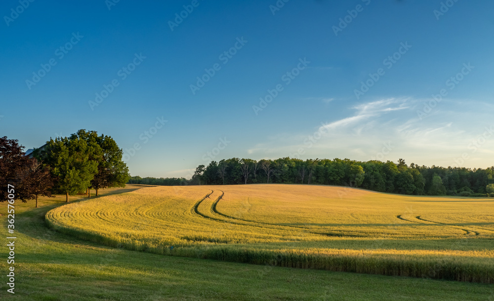 Fields of rye on an early summer morning
