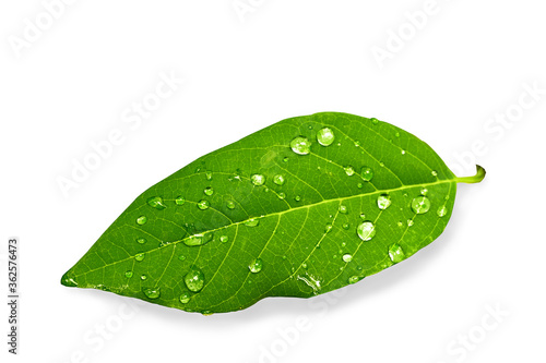 green leaf with water drops on white background 