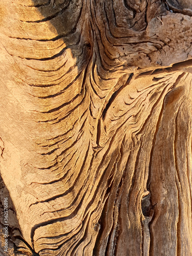 tree bark texture
