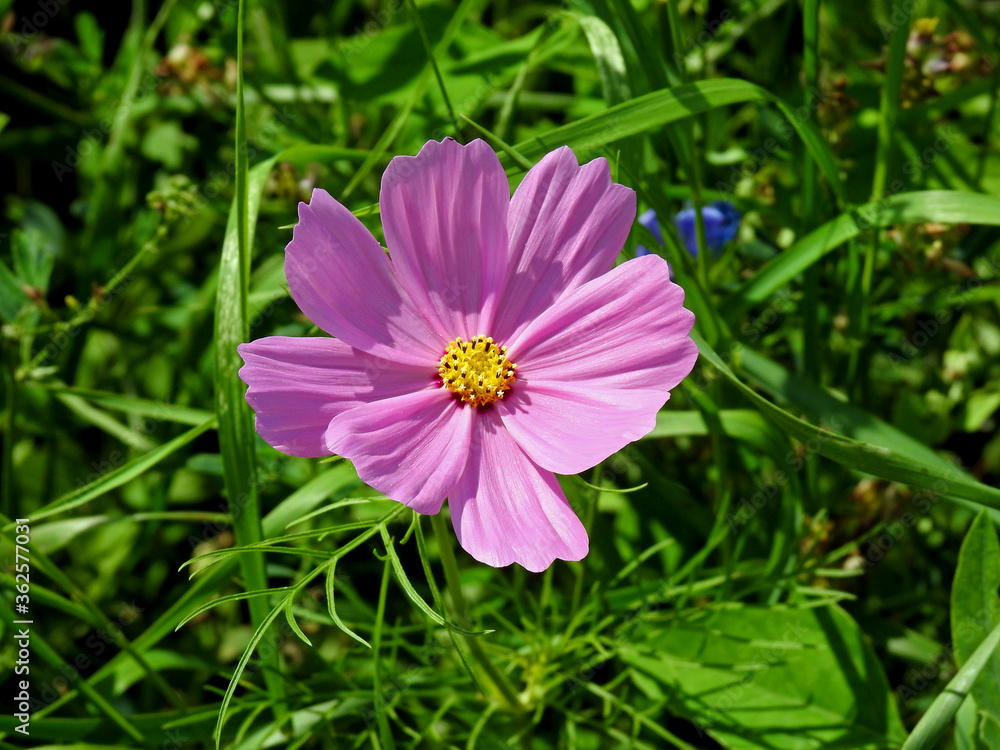 kosmos podwojnie pierzasty to roslina kwitnaca z rodziny astrowatych uprawiany jako roslina ozdobna w naslonecznionych ogrodach w miescie bialystok na podlasiu w polsce