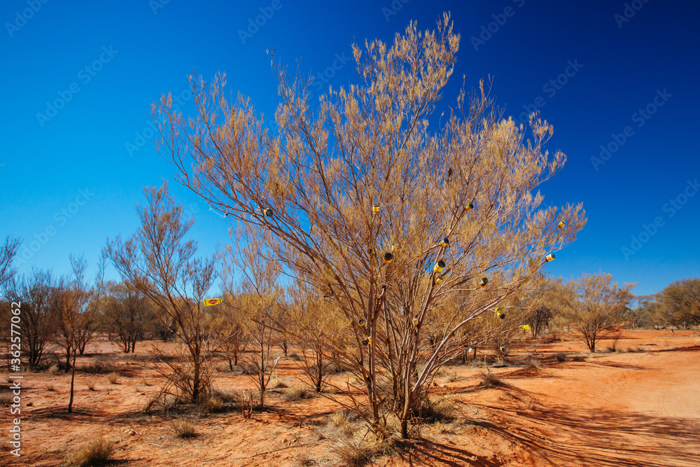 Vegemite Tree in Northern Territory Australia Vegemite Tree in Northern Territory Australia