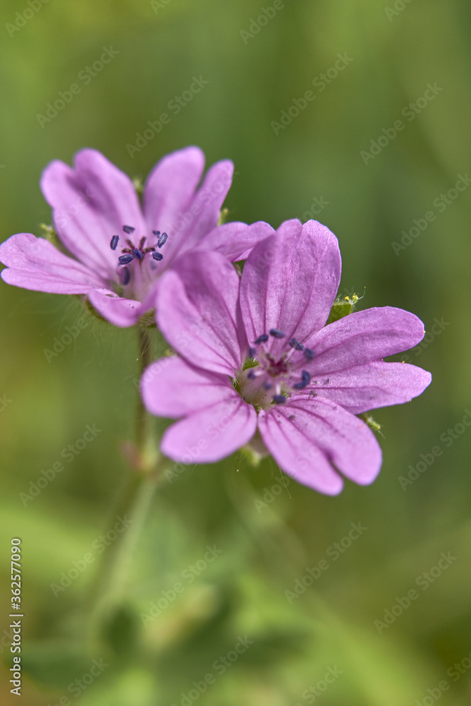 Geranium molle close up