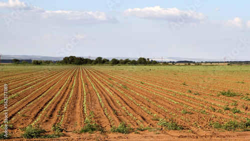 Sunflower seedlings  on a farm. South Africa  producer  cultivating them in Limpopo  Free State  North West Province  Western Province and the Mpumalanga Highlands. A total of 60 per cent of the 