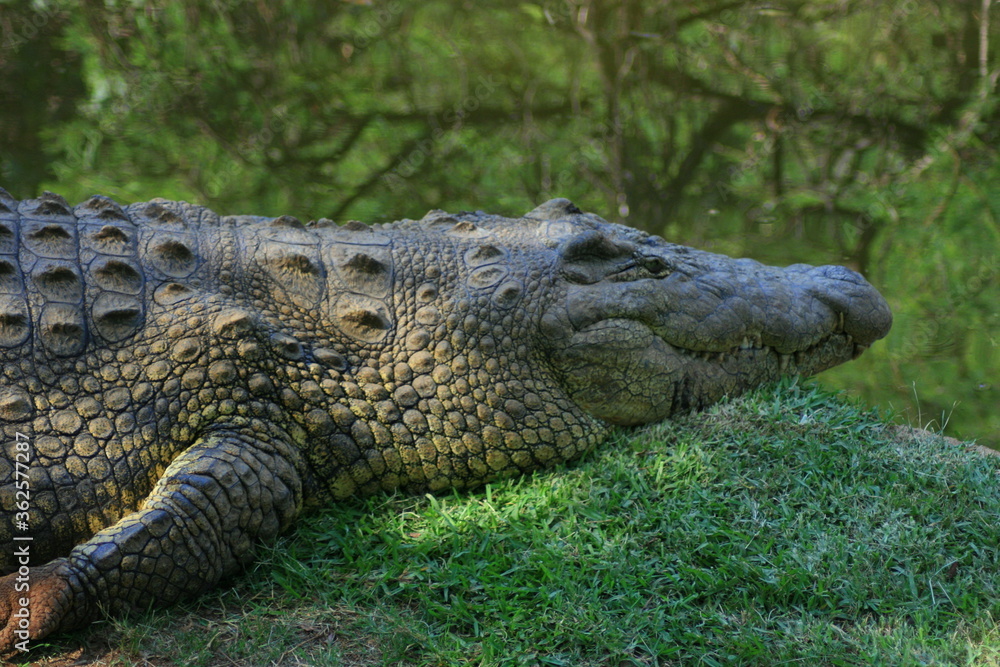 Crocodile resting Crocodile resting