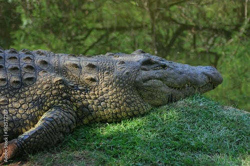 Crocodile resting