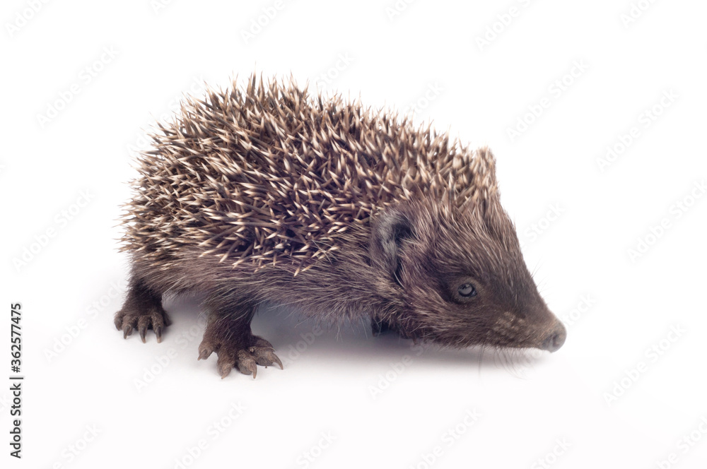 thorn hedgehog on syroma thorn hedgehog on syroma