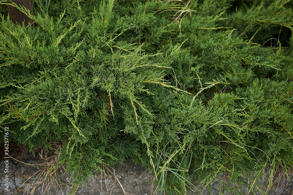 Juniperus sabina Juniperus sabina