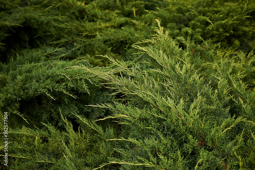 Juniperus sabina