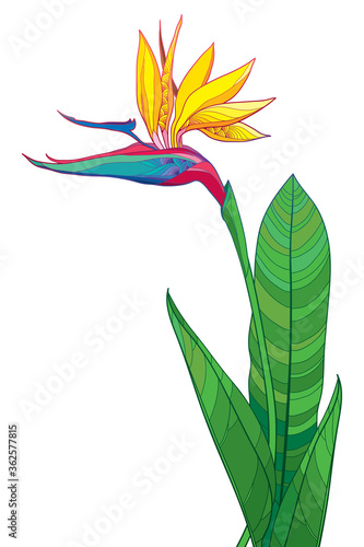 Bouquet of outline tropical Strelitzia reginae or bird of paradise flower bunch and ornate green leaf isolated on white background.