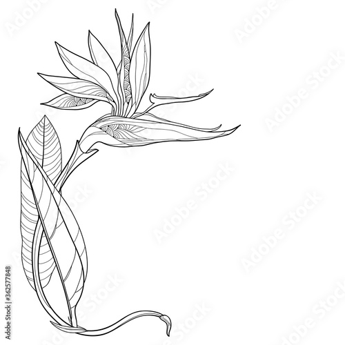 Corner bouquet of outline tropical Strelitzia reginae or bird of paradise flower and ornate leaf in black isolated on white background.