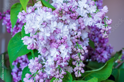 blooming lilac flowers
